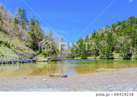 初夏の弥陀ヶ池 66429238