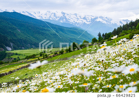 Mountain landscape with blossoming field. Scenic fresh chamomile meadow with snowy mountains in the background. Beautiful summer view of the Caucasus with white daisies. Mestia, Svaneti, Georgia Mountain landscape with blossoming field. Scenic fresh chamomile meadow with snowy mountains in the background. Beautiful summer view of the Caucasus with white daisies. Mestia, Svaneti, Georgia 66429825