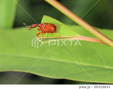 ウスアカオトシブミ ウスアカオトシブミ 66429834