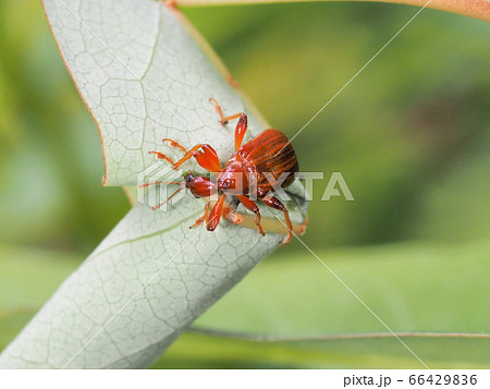 ウスアカオトシブミ ウスアカオトシブミ 66429836