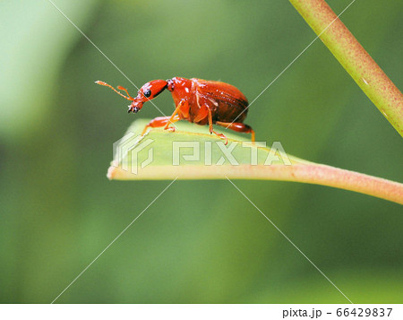 ウスアカオトシブミ 66429837