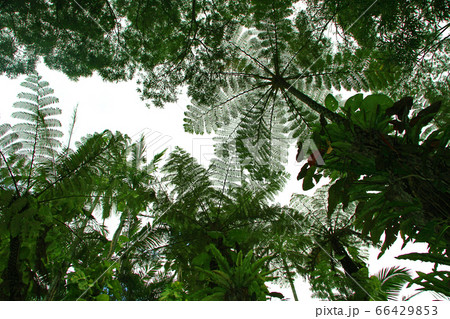 東南植物楽園の大ヘゴの木 東南植物楽園の大ヘゴの木 66429853