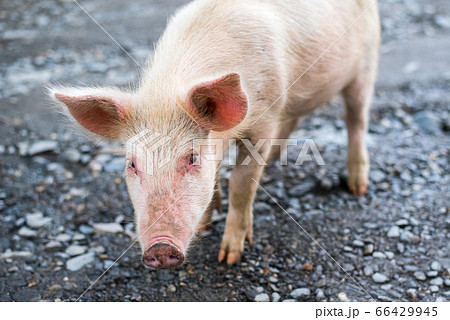 Cute young pig demonstrates curiosity, caution and fear. The animal approached the photographer and started mistrustfully gazing at him trying to understand what kind of intentions he had towards it 66429945