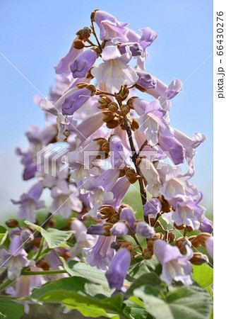 桐の花 桐の花 66430276