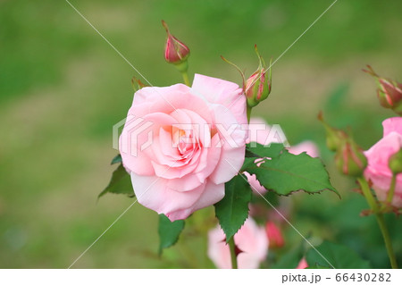 バラの花 ブライダルピンクの写真素材