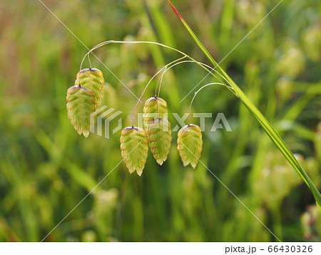 コバンソウ 66430326