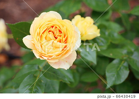 バラの花　キャラメルアンティーク 66430419