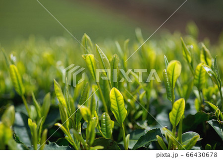 新茶 新茶 66430678
