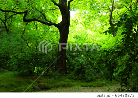 京都市左京区にある瑠璃光院からの風景、新緑・日本庭園【6月】 66430875