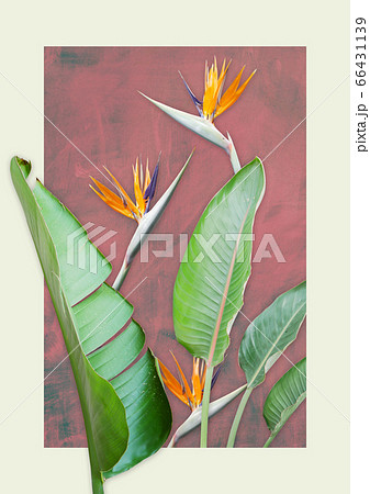 背景 花 熱帯植物のイラスト素材