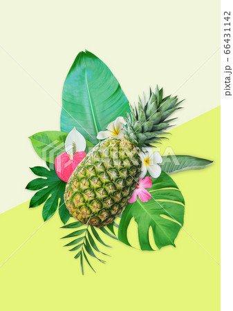 花 熱帯植物 夏 66431142