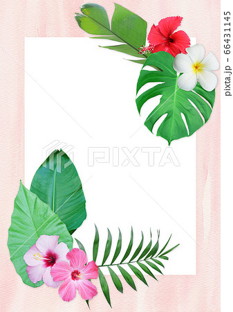 背景 花 植物 66431145