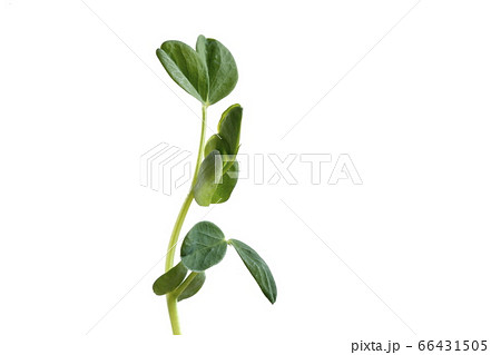 トウミョウ 66431505