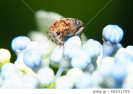 アジサイの蕾に乗ったエゴヒゲナガゾウムシ（メス） 66431709