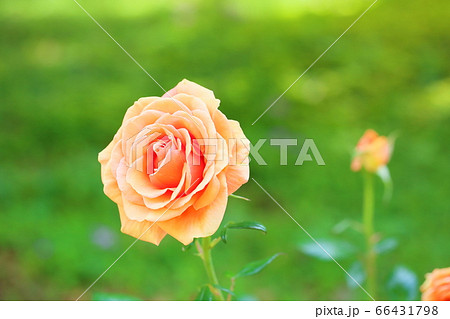バラの花 アシュラム バラの花 アシュラム 66431798