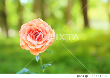 バラの花　アシュラム 66431800