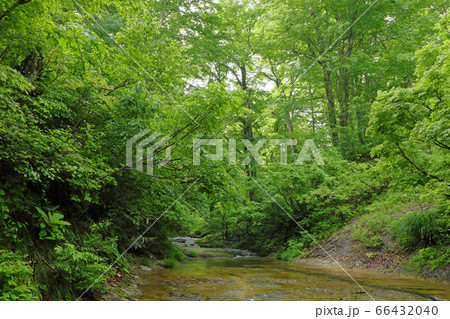 新緑のブナの森と一枚岩の沢－恵みの森　福島県只見町 66432040