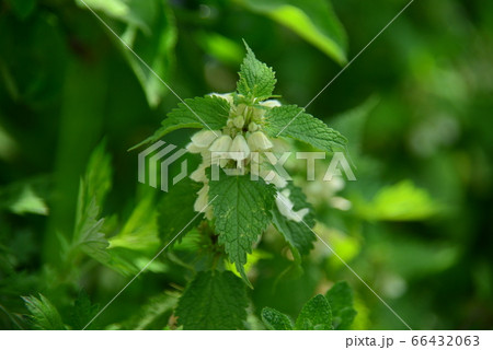 踊子草の白い花 踊子草の白い花 66432063