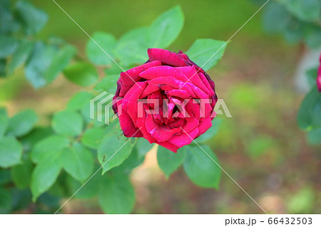 バラの花 パパメイアン バラの花 パパメイアン 66432503