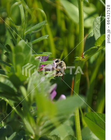 カラスノエンドウの蜜を吸うニッポンヒゲナガハナバチ カラスノエンドウの蜜を吸うニッポンヒゲナガハナバチ 66432528