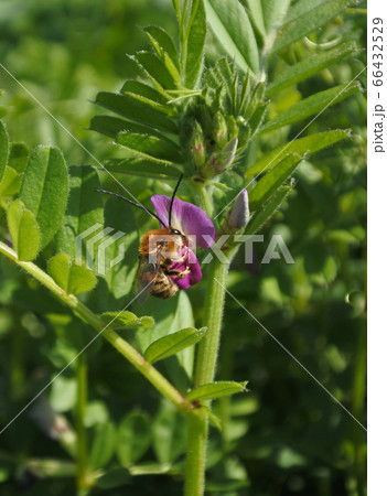 カラスノエンドウの花の蜜を取りに来たハナバチ 66432529
