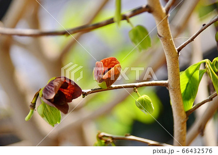 赤紫色のポポーの花 赤紫色のポポーの花 66432576