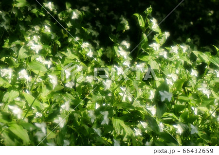 野の花 ：トキワツユクサ [常磐露草]淀川河川敷 66432659