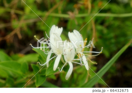 満開のスイカズラ:野の花:河川敷の風景 満開のスイカズラ:野の花:河川敷の風景 66432675