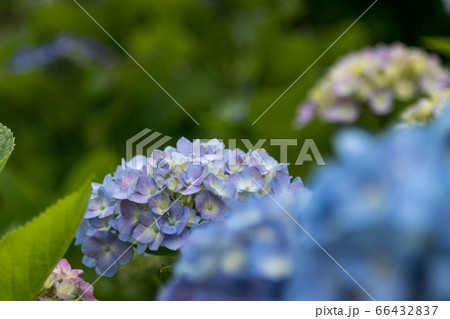 紫陽花の花　東京都葛飾区　日本 66432837