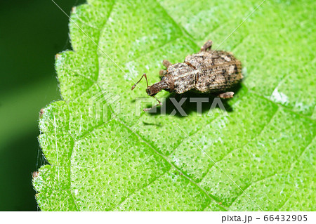 ヤサイゾウムシ ヤサイゾウムシ 66432905