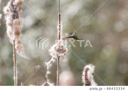 Annas hummingbird gathering nest material 66433334