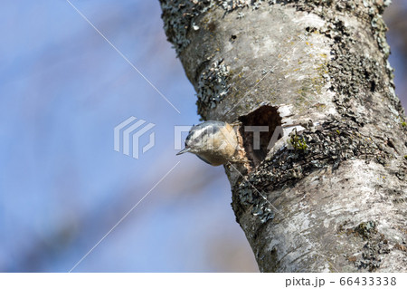 Red breasted nuthatch 66433338