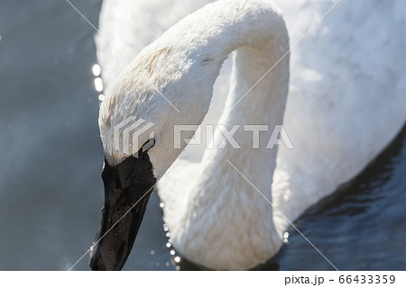 Trumpeter Swan bird Trumpeter Swan bird 66433359