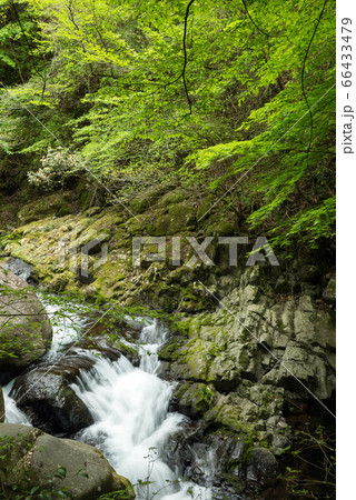 新緑と岩の間を流れる渓流 新緑と岩の間を流れる渓流 66433479