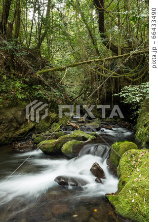苔むした岩の間を流れる清流 66433490