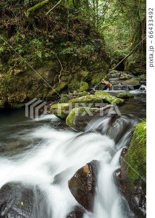森の中を流れる清流 66433492