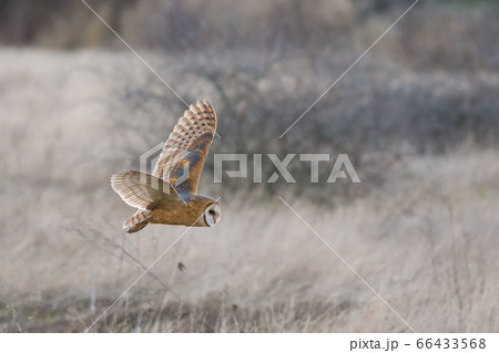 Barn owl hunting Barn owl hunting 66433568