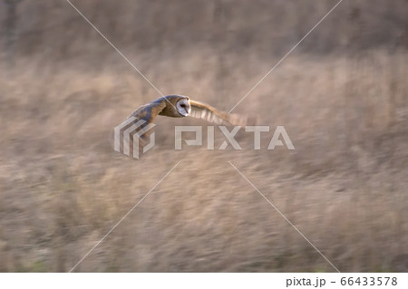 Barn owl hunting 66433578