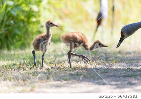 sandhill crane baby 66433583