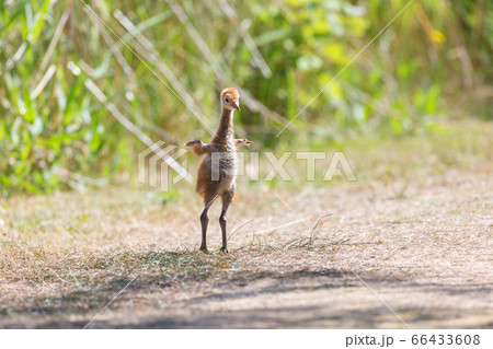 sandhill crane baby sandhill crane baby 66433608