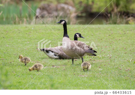 Canada goose baby 66433615