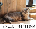 我が家のココさん 66433646