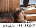 我が家のココさん 66433647