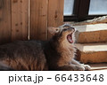 我が家のココさん 66433648
