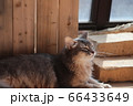 我が家のココさん 66433649