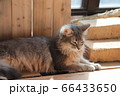 我が家のココさん 66433650