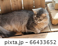 我が家のココさん 66433652