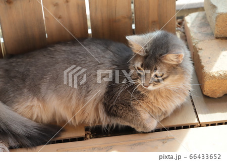 我が家のココさん 66433652