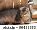 我が家のココさん 66433653