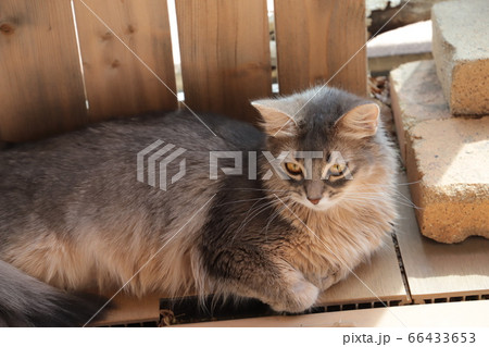 我が家のココさん 我が家のココさん 66433653